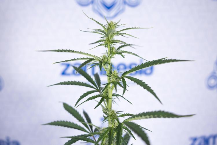 Karen Kush Auto I - Zamnesia x B&B. Week 4 - Karen Kush Automatic #1 - NO Techniques