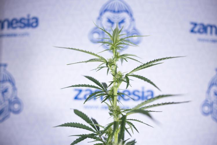 Karen Kush Auto I - Zamnesia x B&B. Week 4 - Karen Kush Automatic #1 - NO Techniques