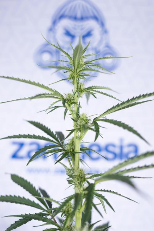 Karen Kush Auto I - Zamnesia x B&B. Week 4 - Karen Kush Automatic #1 - NO Techniques