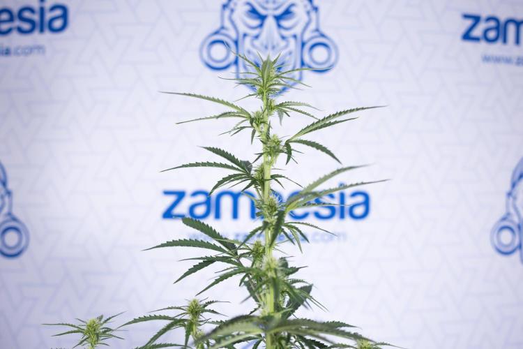 Karen Kush Auto I - Zamnesia x B&B. Week 4 - Karen Kush Automatic #1 - NO Techniques