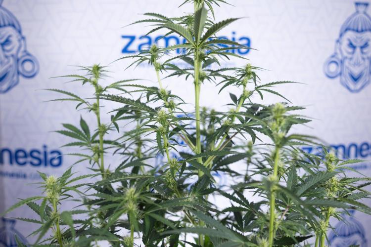 Karen Kush Auto I - Zamnesia x B&B. Week 4 - Karen Kush Automatic #1 - NO Techniques