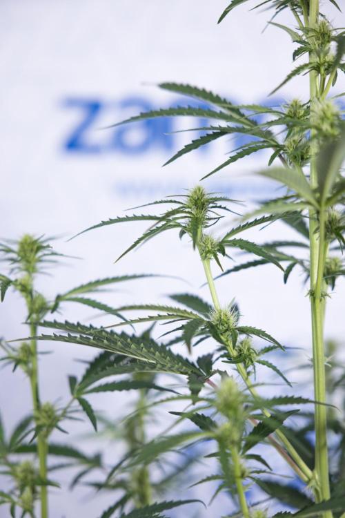 Karen Kush Auto I - Zamnesia x B&B. Week 4 - Karen Kush Automatic #1 - NO Techniques