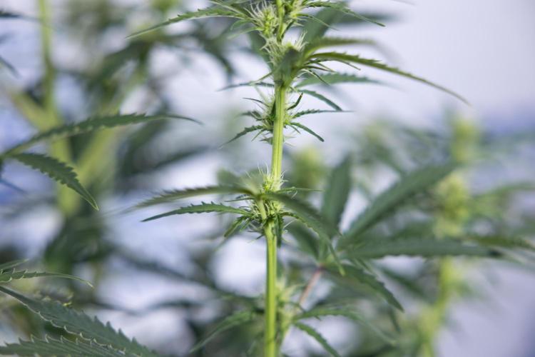 Karen Kush Auto I - Zamnesia x B&B. Week 4 - Karen Kush Automatic #1 - NO Techniques