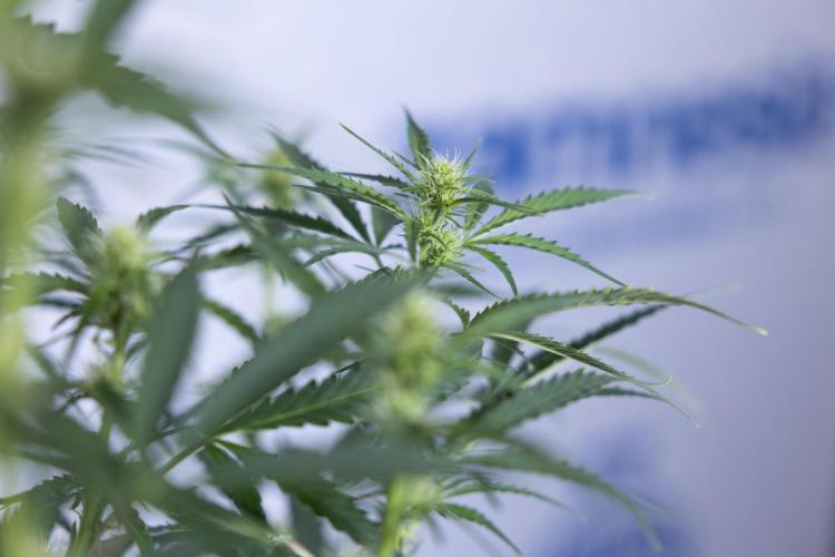 Karen Kush Auto I - Zamnesia x B&B. Week 4 - Karen Kush Automatic #1 - NO Techniques