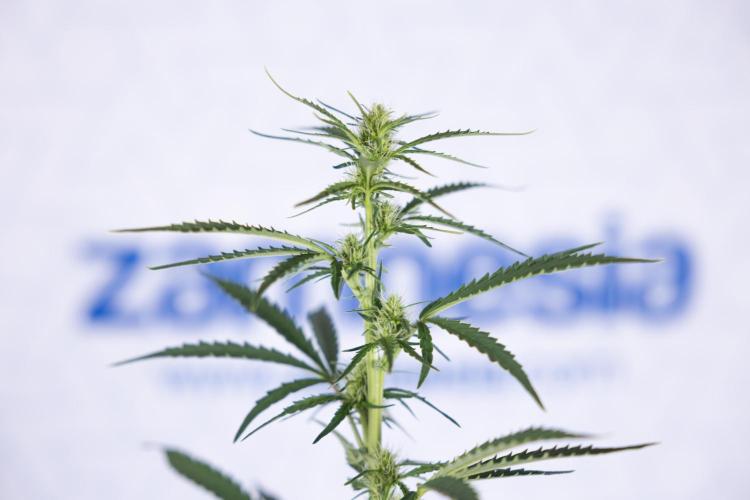 Karen Kush Auto I - Zamnesia x B&B. Week 4 - Karen Kush Automatic #1 - NO Techniques