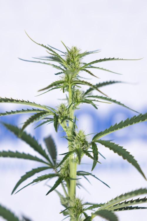 Karen Kush Auto I - Zamnesia x B&B. Week 4 - Karen Kush Automatic #1 - NO Techniques