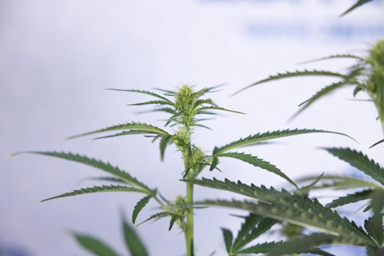 Karen Kush Auto I - Zamnesia x B&B. Week 4 - Karen Kush Automatic #1 - NO Techniques