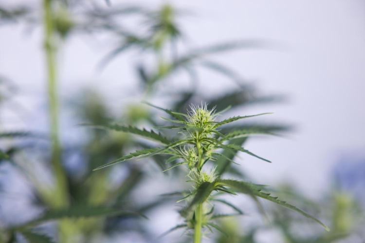 Karen Kush Auto I - Zamnesia x B&B. Week 4 - Karen Kush Automatic #1 - NO Techniques