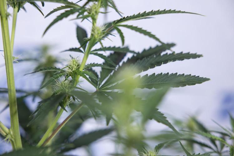 Karen Kush Auto I - Zamnesia x B&B. Week 4 - Karen Kush Automatic #1 - NO Techniques