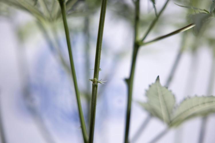 Karen Kush Auto I - Zamnesia x B&B. Week 4 - Karen Kush Automatic #1 - NO Techniques