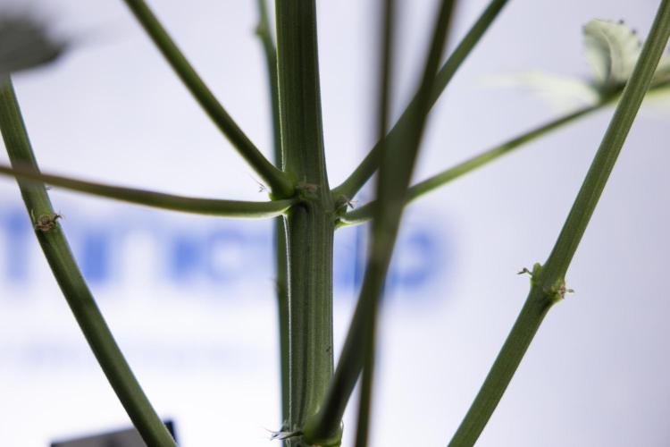 Karen Kush Auto I - Zamnesia x B&B. Week 4 - Karen Kush Automatic #1 - NO Techniques