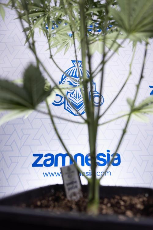 Karen Kush Auto I - Zamnesia x B&B. Week 4 - Karen Kush Automatic #1 - NO Techniques