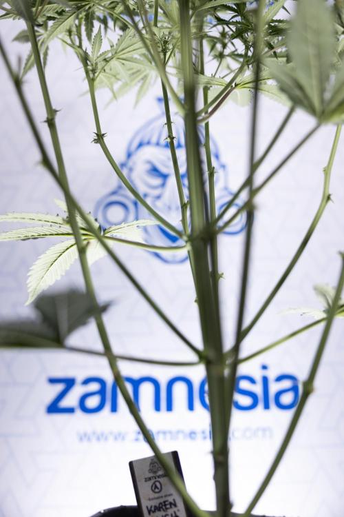 Karen Kush Auto I - Zamnesia x B&B. Week 4 - Karen Kush Automatic #1 - NO Techniques