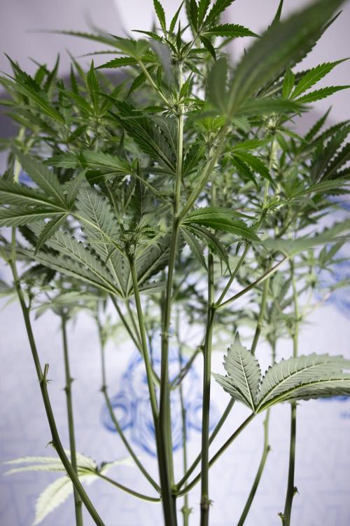 Karen Kush Auto I - Zamnesia x B&B. Week 4 - Karen Kush Automatic #1 - NO Techniques