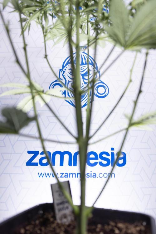 Karen Kush Auto I - Zamnesia x B&B. Week 4 - Karen Kush Automatic #1 - NO Techniques