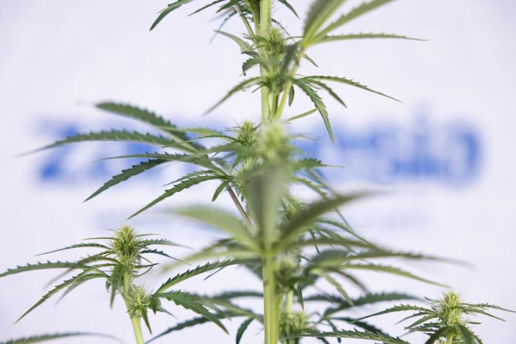 Karen Kush Auto I - Zamnesia x B&B. Week 4 - Karen Kush Automatic #1 - NO Techniques