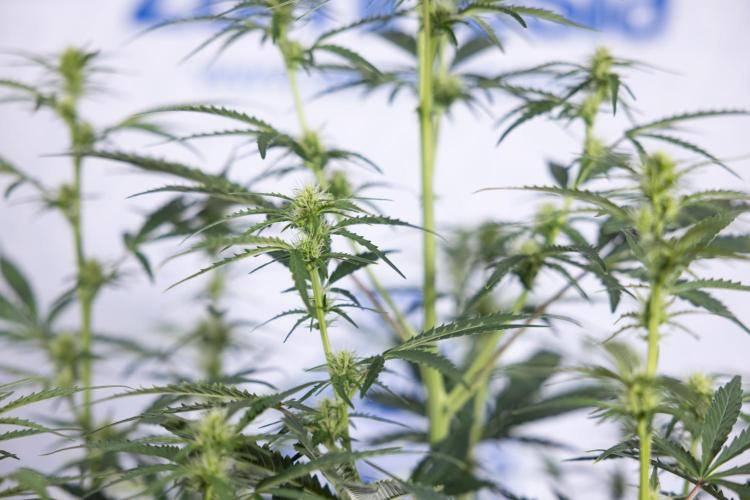 Karen Kush Auto I - Zamnesia x B&B. Week 4 - Karen Kush Automatic #1 - NO Techniques