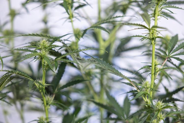 Karen Kush Auto I - Zamnesia x B&B. Week 4 - Karen Kush Automatic #1 - NO Techniques