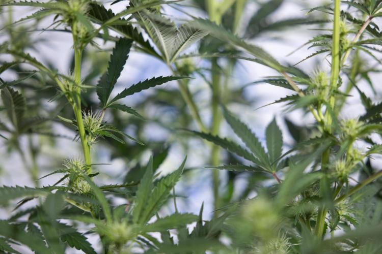 Karen Kush Auto I - Zamnesia x B&B. Week 4 - Karen Kush Automatic #1 - NO Techniques