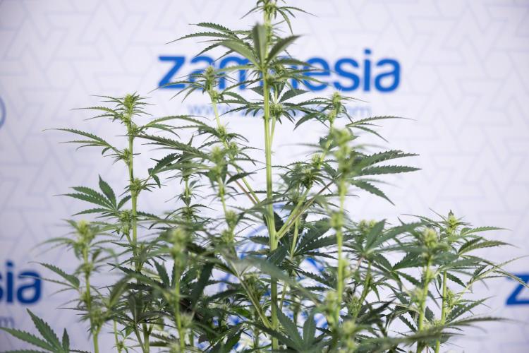 Karen Kush Auto I - Zamnesia x B&B. Week 4 - Karen Kush Automatic #1 - NO Techniques