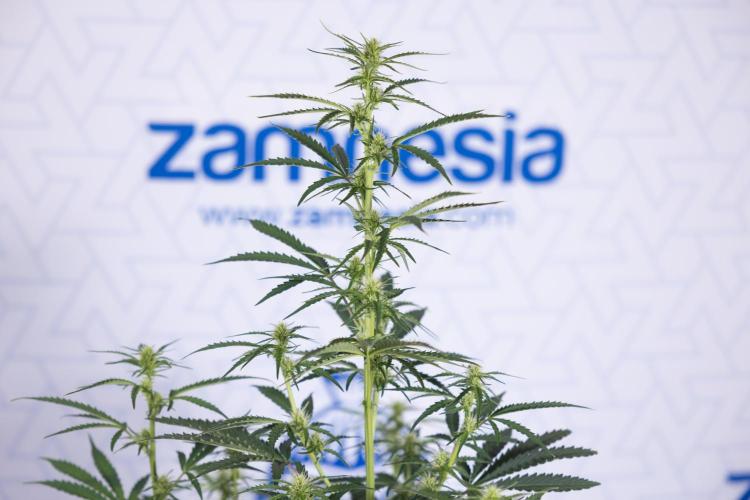 Karen Kush Auto I - Zamnesia x B&B. Week 4 - Karen Kush Automatic #1 - NO Techniques