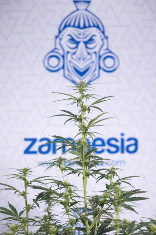 Karen Kush Auto I - Zamnesia x B&B. Week 4 - Karen Kush Automatic #1 - NO Techniques