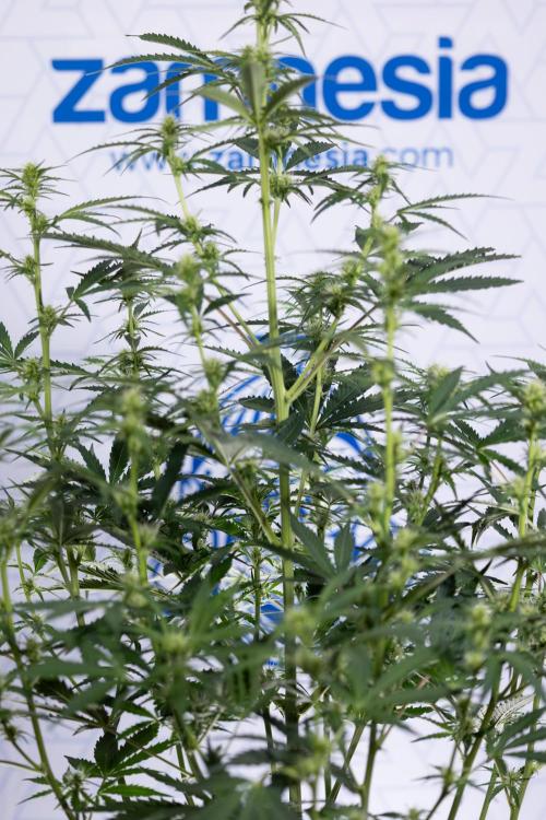 Karen Kush Auto I - Zamnesia x B&B. Week 4 - Karen Kush Automatic #1 - NO Techniques