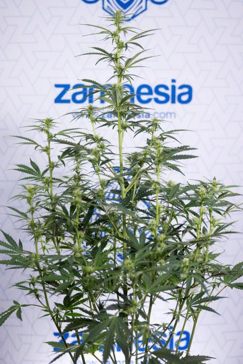 Karen Kush Auto I - Zamnesia x B&B. Week 4 - Karen Kush Automatic #1 - NO Techniques
