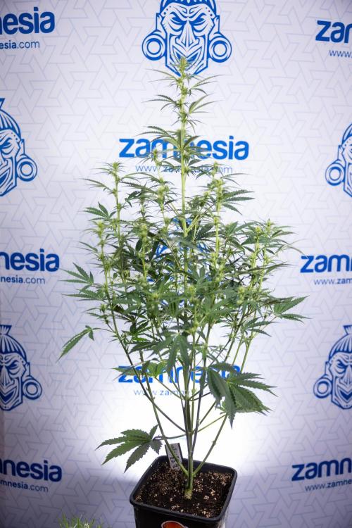 Karen Kush Auto I - Zamnesia x B&B. Week 4 - Karen Kush Automatic #1 - NO Techniques