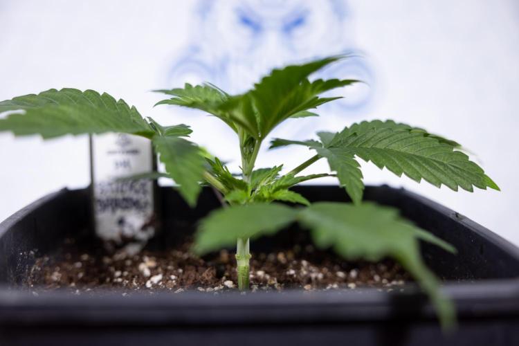 Sticky Broccoli - Zamnesia x B&B. Week 3 - Sticky Broccoli - Veg - Week 2/3