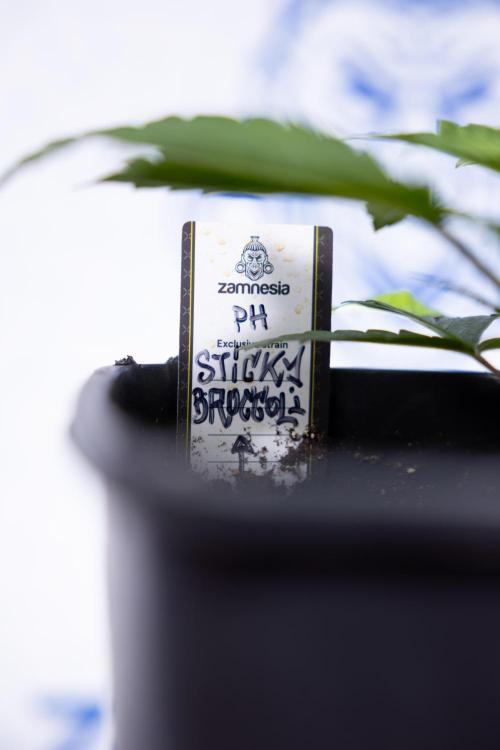 Sticky Broccoli - Zamnesia x B&B. Week 3 - Sticky Broccoli - Veg - Week 2/3