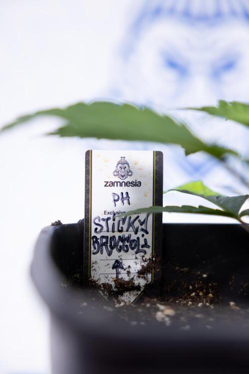 Sticky Broccoli - Zamnesia x B&B. Week 3 - Sticky Broccoli - Veg - Week 2/3