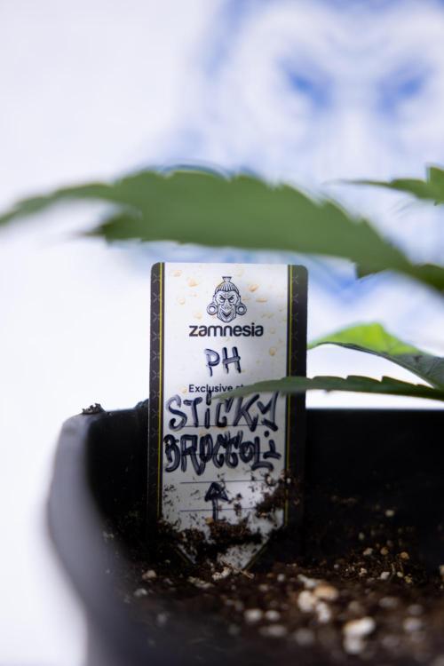 Sticky Broccoli - Zamnesia x B&B. Week 3 - Sticky Broccoli - Veg - Week 2/3