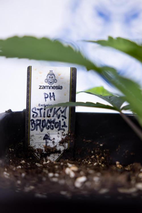 Sticky Broccoli - Zamnesia x B&B. Week 3 - Sticky Broccoli - Veg - Week 2/3