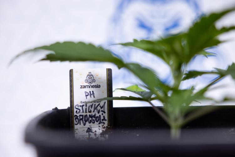 Sticky Broccoli - Zamnesia x B&B. Week 3 - Sticky Broccoli - Veg - Week 2/3