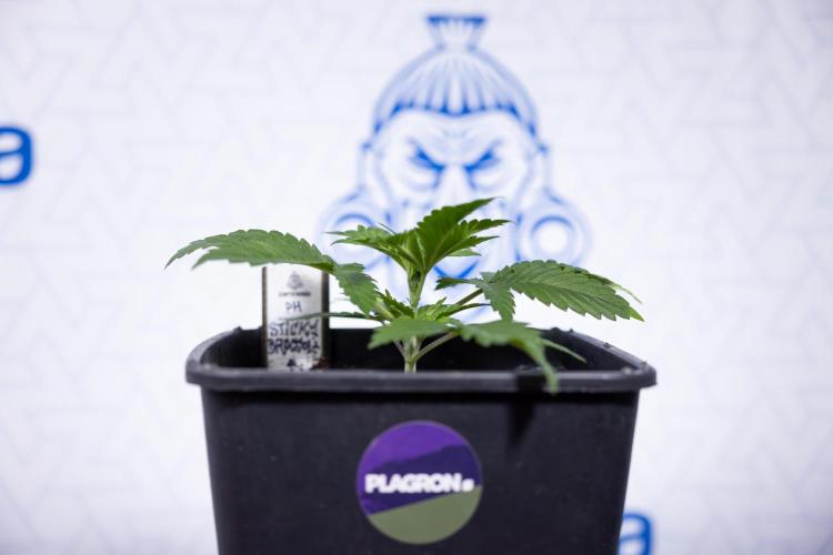 Sticky Broccoli - Zamnesia x B&B. Week 3 - Sticky Broccoli - Veg - Week 2/3