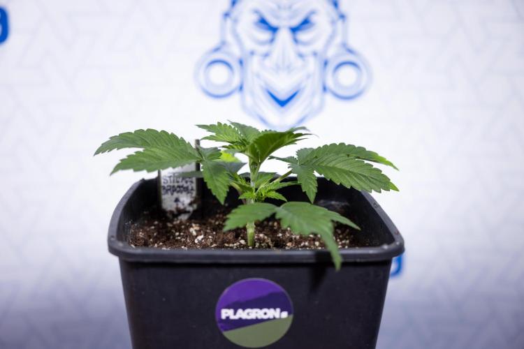 Sticky Broccoli - Zamnesia x B&B. Week 3 - Sticky Broccoli - Veg - Week 2/3