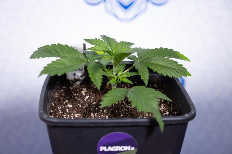 Sticky Broccoli - Zamnesia x B&B. Week 3 - Sticky Broccoli - Veg - Week 2/3