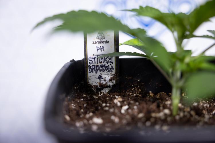 Sticky Broccoli - Zamnesia x B&B. Week 3 - Sticky Broccoli - Veg - Week 2/3