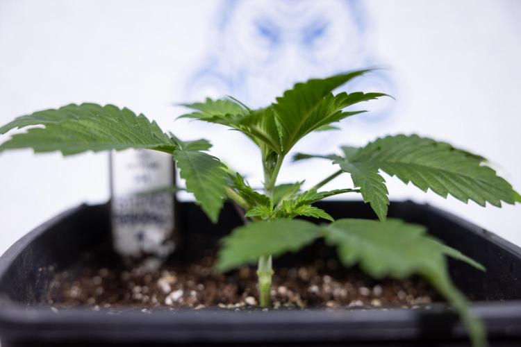 Sticky Broccoli - Zamnesia x B&B. Week 3 - Sticky Broccoli - Veg - Week 2/3