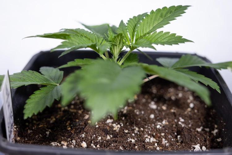 Sticky Broccoli - Zamnesia x B&B. Week 3 - Sticky Broccoli - Veg - Week 2/3