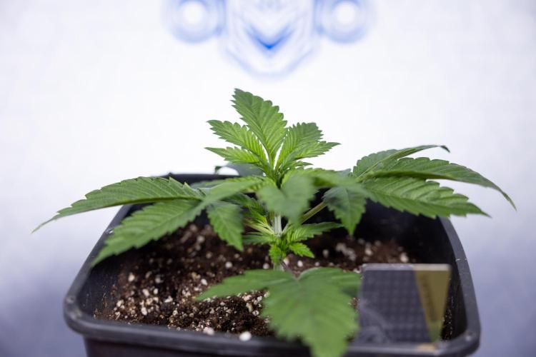 Sticky Broccoli - Zamnesia x B&B. Week 3 - Sticky Broccoli - Veg - Week 2/3