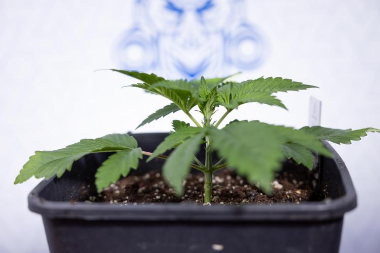 Sticky Broccoli - Zamnesia x B&B. Week 3 - Sticky Broccoli - Veg - Week 2/3