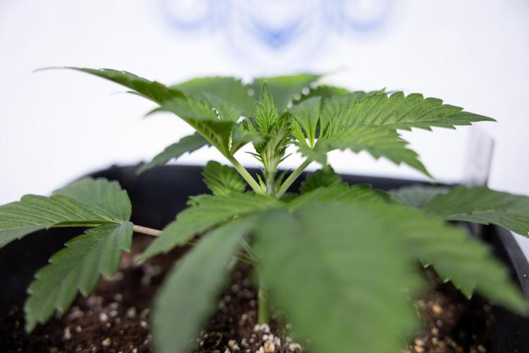 Sticky Broccoli - Zamnesia x B&B. Week 3 - Sticky Broccoli - Veg - Week 2/3