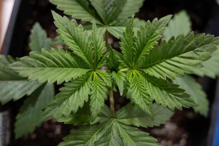 Sticky Broccoli - Zamnesia x B&B. Week 3