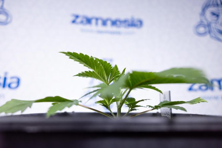 Sticky Broccoli - Zamnesia x B&B. Week 3