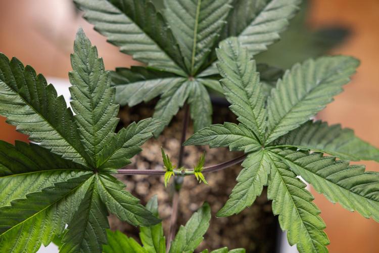 Tropicana Cookies #2 - Zamnesia x B&B. Week 3 - Tropiacana Cookies -  VEG - week 3/4