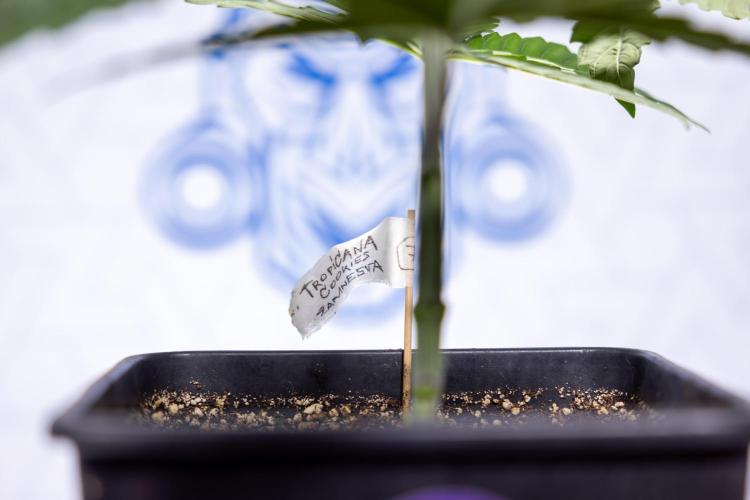 Tropicana Cookies #2 - Zamnesia x B&B. Week 3 - Tropiacana Cookies -  VEG - week 3/4