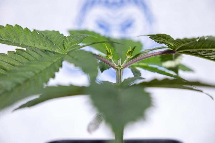 Tropicana Cookies #2 - Zamnesia x B&B. Week 3 - Tropiacana Cookies -  VEG - week 3/4