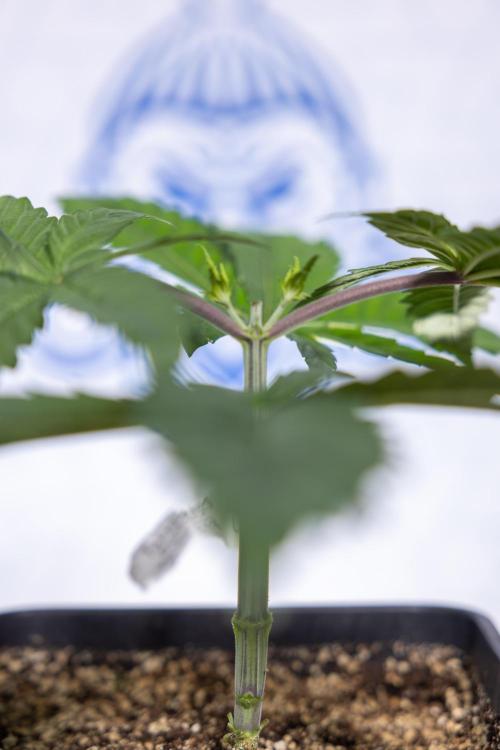 Tropicana Cookies #2 - Zamnesia x B&B. Week 3 - Tropiacana Cookies -  VEG - week 3/4